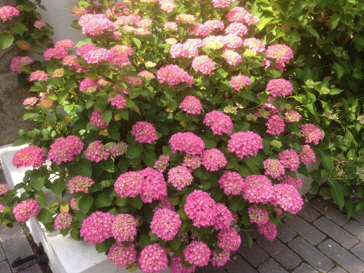 Les Hortensias Lantosque Exteriér fotografie
